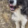 Belle sucht liebevolles Zuhause (I)