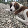 Lola - sucht liebevolle Familie für immer - bist du es ?