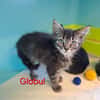 Globul