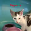 BAGUERRA