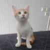 DOBY