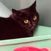 AZIA