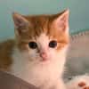 BUTTERNUT