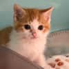 BUTTERNUT