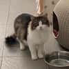 TOTOCHE (chat sauvage)