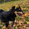 Koki