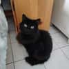 duchesse