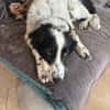 VIOLETTA et TRESSIE