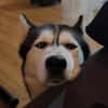 MAYA