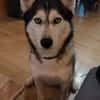 MAYA