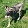 Charmante Ruby sucht Zuhause