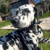 Loui sucht ein Zuhause/Pflegestelle