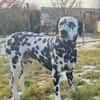 Loui sucht ein Zuhause/Pflegestelle