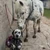 Loui sucht ein Zuhause/Pflegestelle