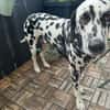 Loui sucht ein Zuhause/Pflegestelle