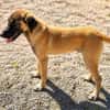 Nafiz sucht sein Happy End