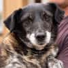 Lusi - kleine Hundeoma sucht Zuhause