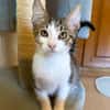 Van Helsing  verspielter Kater sucht liebevolles Zuhause