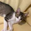 Van Helsing  verspielter Kater sucht liebevolles Zuhause