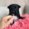 Zara - kleine Herzensbrecherin sucht ihre Familie