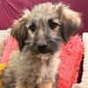 Mina - bezaubernde Schäferhund-Mischlingshündin