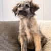 Mina - bezaubernde Schäferhund-Mischlingshündin