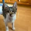 Victor  neugieriger kleiner Kater sucht sein Zuhause