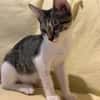 Victor  neugieriger kleiner Kater sucht sein Zuhause