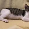 Victor  neugieriger kleiner Kater sucht sein Zuhause