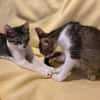 Victor  neugieriger kleiner Kater sucht sein Zuhause