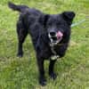 BIMALsozialer Familienhund wartet schon in 67753 Aschbach