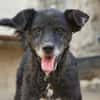 BIMALsozialer Familienhund wartet schon in 67753 Aschbach