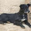 BIMALsozialer Familienhund wartet schon in 67753 Aschbach