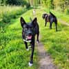 Hundeprofessorin Kira bietet viel u. wünscht sich