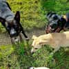 Hundeprofessorin Kira bietet viel u. wünscht sich