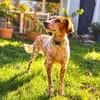 Bella (aka Baby), sanfte Seelenhündin, ca. 1-2 Jahre