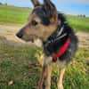 MATILDA ° menschenbezogene und sportliche Hündin