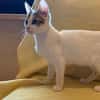 Violino  verspieltes Kitten sucht liebevolles Zuhause