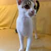 Violino  verspieltes Kitten sucht liebevolles Zuhause