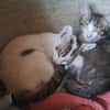 Violino  verspieltes Kitten sucht liebevolles Zuhause