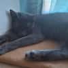 Wisha  verschmuste Katze sucht liebevolles Zuhause