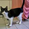 Junge Katzen