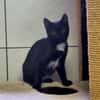 Junge Katzen