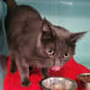 Queenie(en cours d adoption)