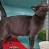Queenie(en cours d adoption)