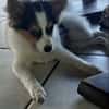 Harel, un spitz créole