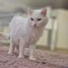 Süße Sandy -langhaarmix sucht Zuhause