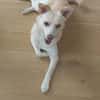 🐾❤ MUKI (ehemals Aladin) SUCHT SEINE MENSCHEN! ❤🐾