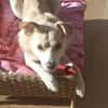 🐾❤ MUKI (ehemals Aladin) SUCHT SEINE MENSCHEN! ❤🐾