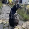 Bonzo sucht sein Für-immer-Zuhause